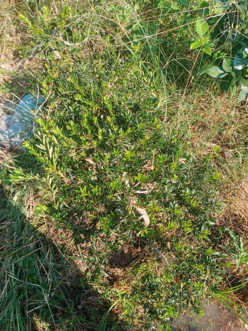 造型小叶珍珠罗汉松，此是小型可槊式罗汉松，可窒内房外种植