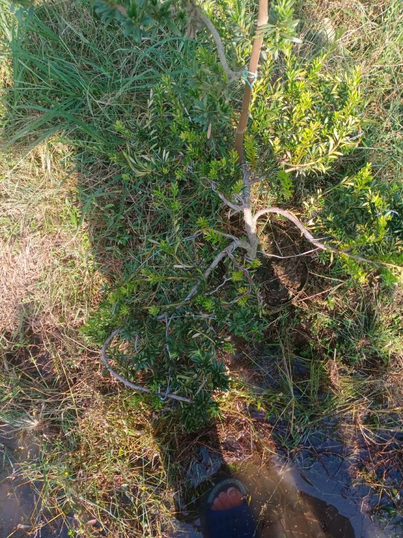 造型小叶珍珠罗汉松，此是小型可槊式罗汉松，可窒内房外种植