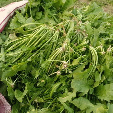 荠荠菜