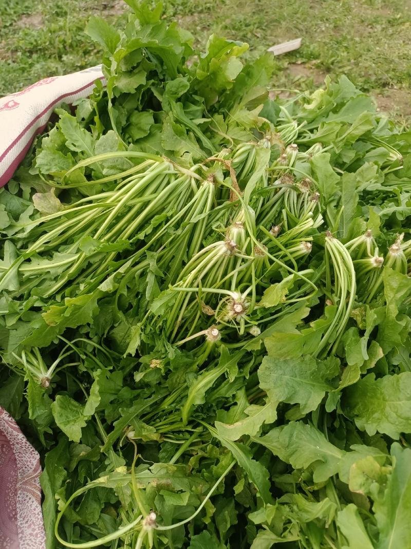 荠荠菜
