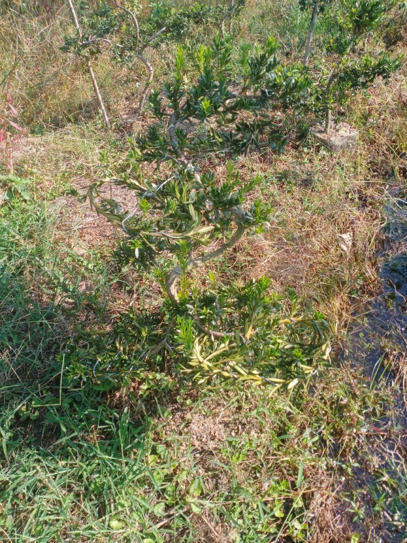 造型小叶珍珠罗汉松，此是小型可槊式罗汉松，可窒内房外种植