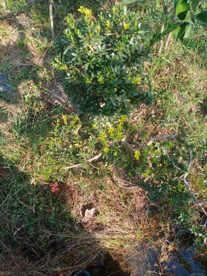 造型小叶珍珠罗汉松，此是小型可槊式罗汉松，可窒内房外种植