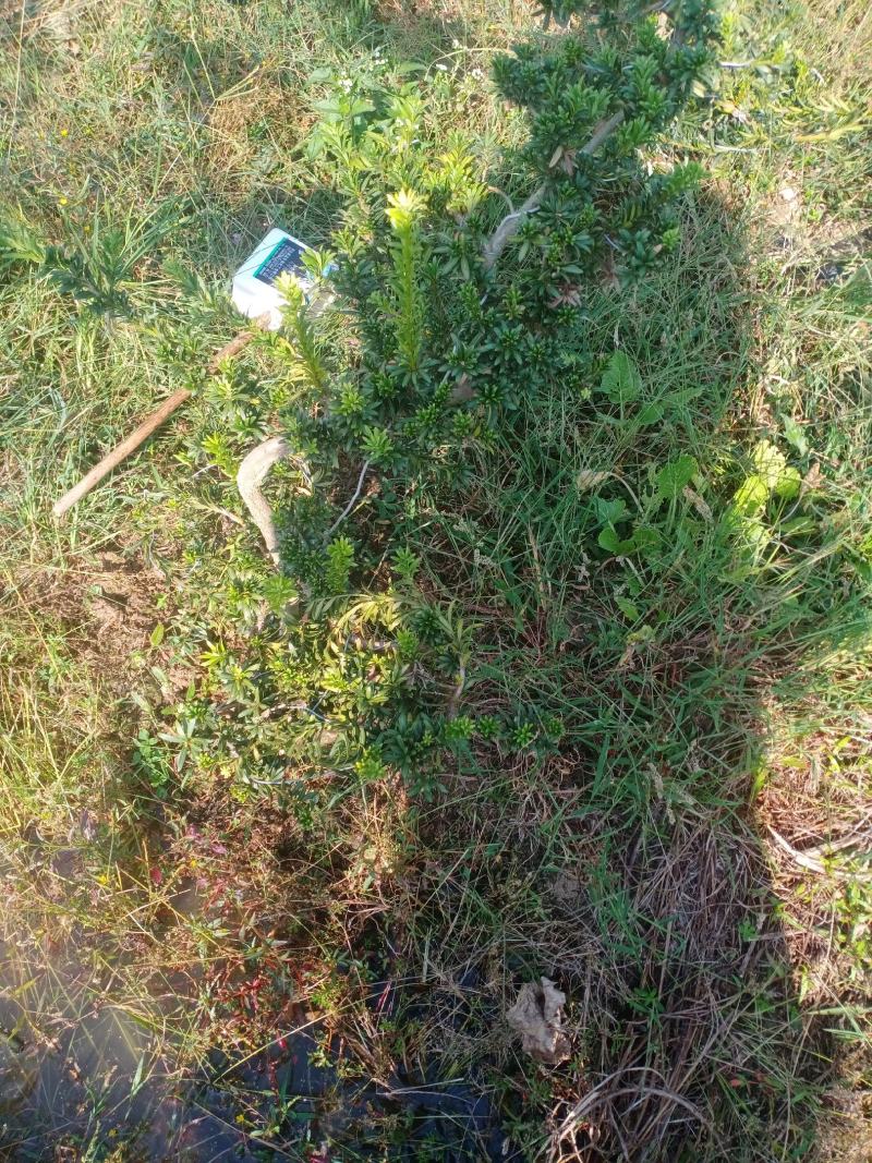 造型小叶珍珠罗汉松，此是小型可槊式罗汉松，可窒内房外种植