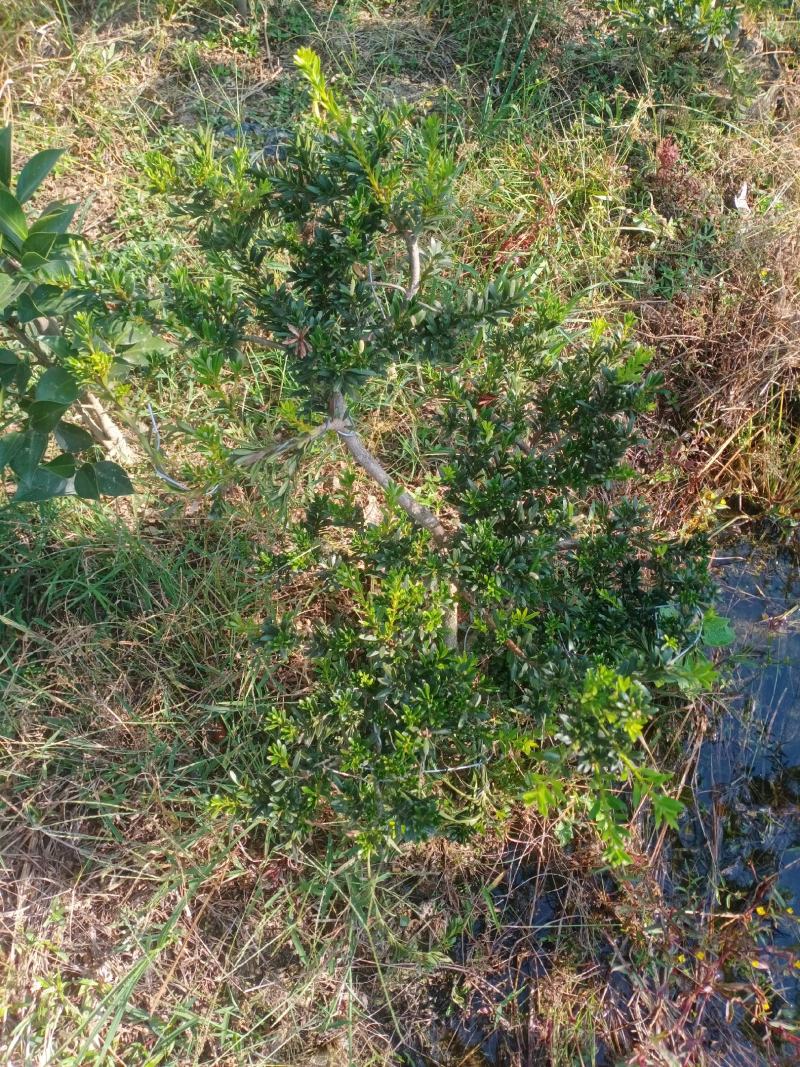 造型小叶珍珠罗汉松，此是小型可槊式罗汉松，可窒内房外种植