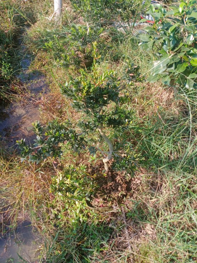 造型小叶珍珠罗汉松，此是小型可槊式罗汉松，可窒内房外种植