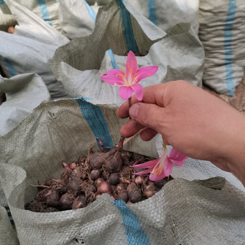 风雨兰韭兰批发零售供应电商大量现货一手货源欢迎电话联系