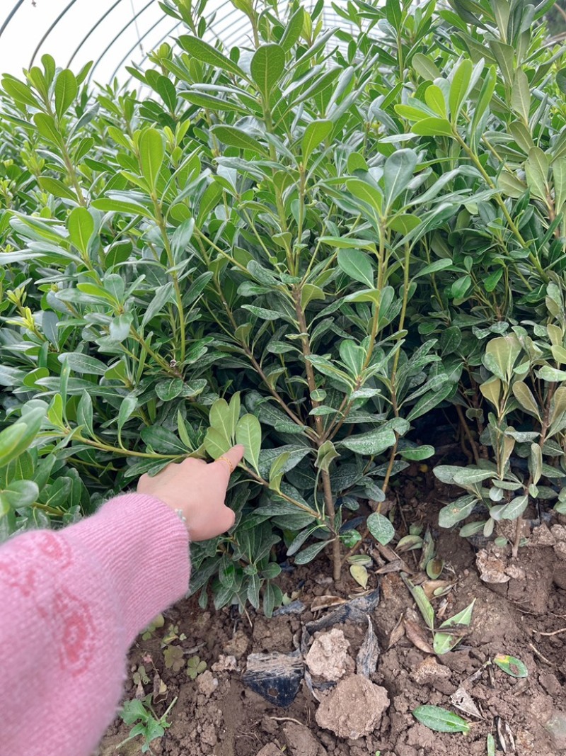 杯苗海桐，13×15的杯，高度50公分左右