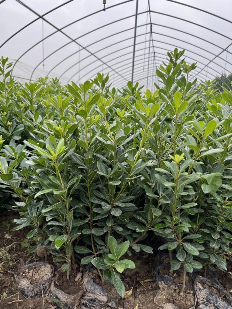 杯苗海桐，13×15的杯，高度50公分左右