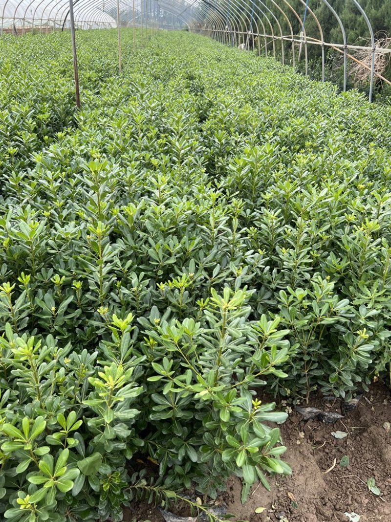 杯苗海桐，13×15的杯，高度50公分左右