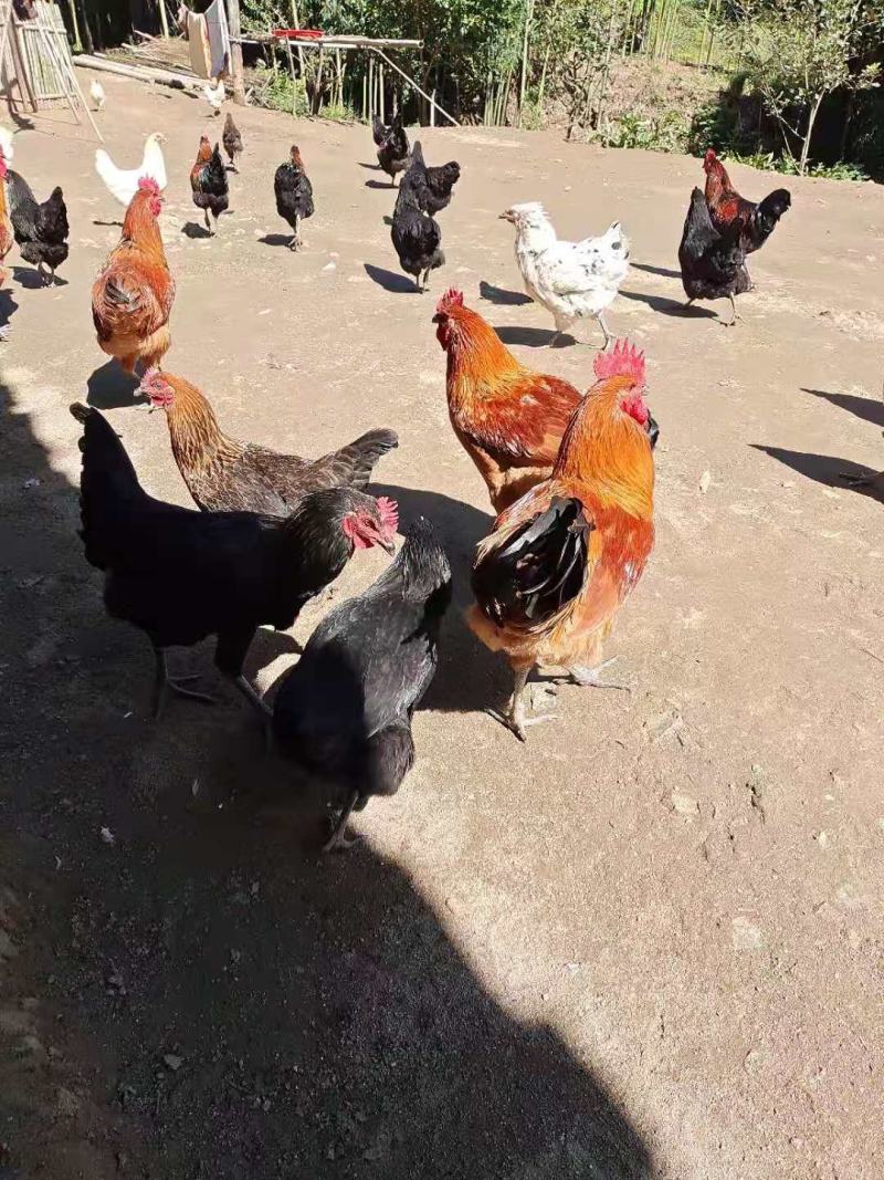 土鸡、土鸡蛋