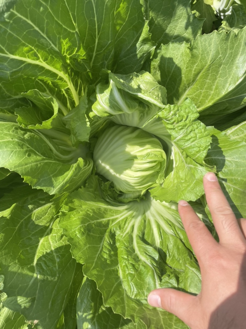 芥菜，重量磅上市！一颗颗非常大！价钱也非常便宜。