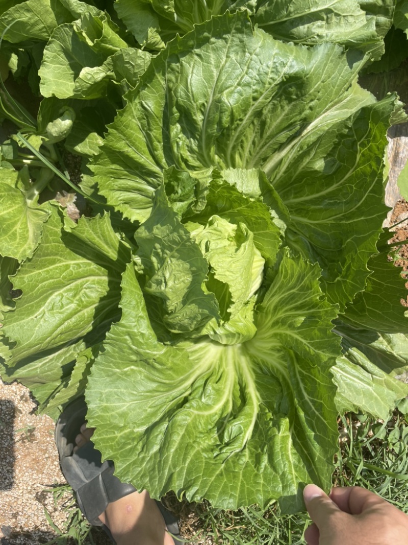 芥菜，重量磅上市！一颗颗非常大！价钱也非常便宜。