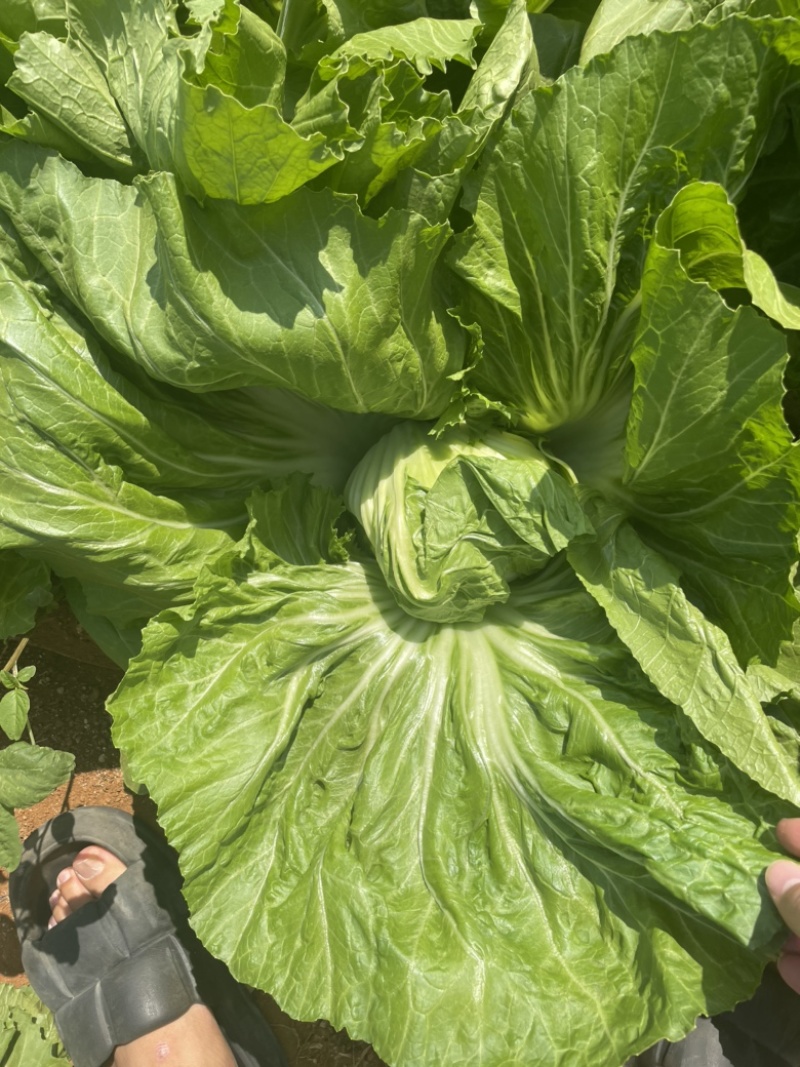 芥菜，重量磅上市！一颗颗非常大！价钱也非常便宜。