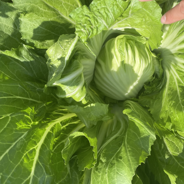 芥菜，重量磅上市！一颗颗非常大！价钱也非常便宜。
