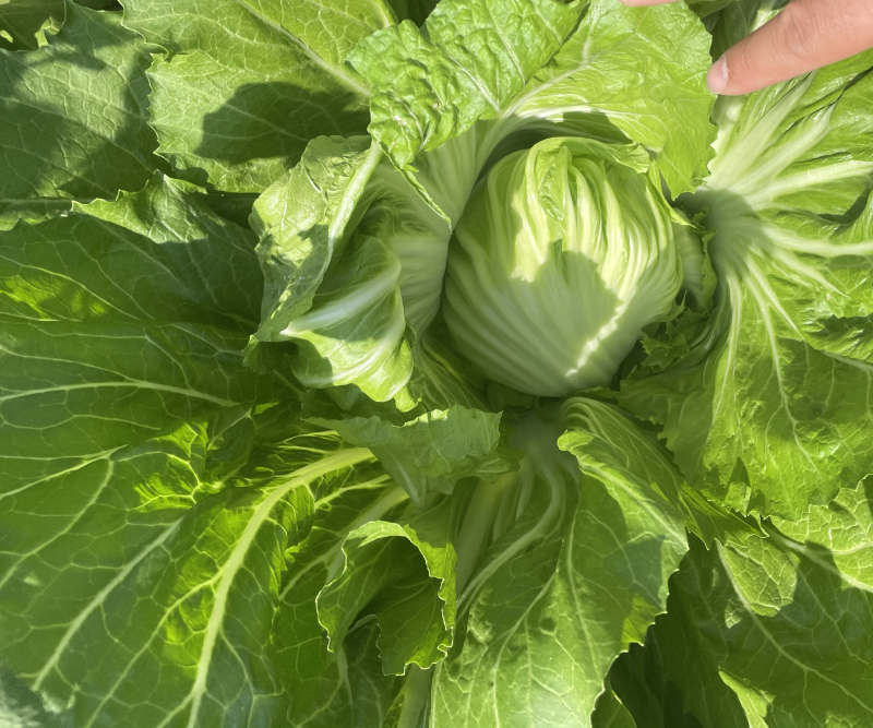 芥菜，重量磅上市！一颗颗非常大！价钱也非常便宜。