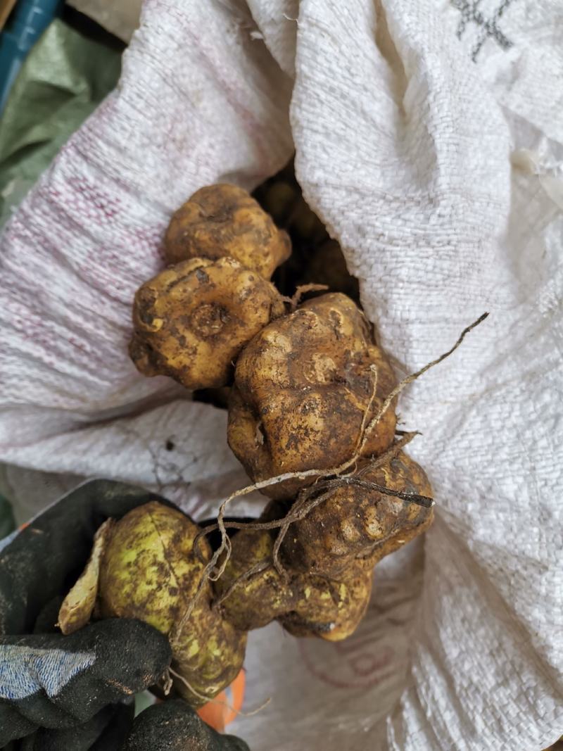 纯野生黄精