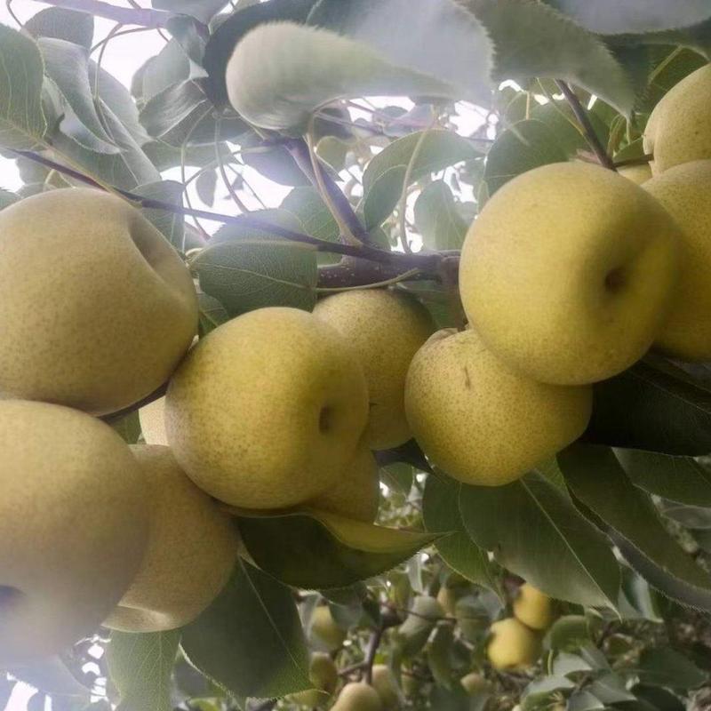 酥梨正宗安徽砀山酥梨皮薄核小多汁大量现货保质保量