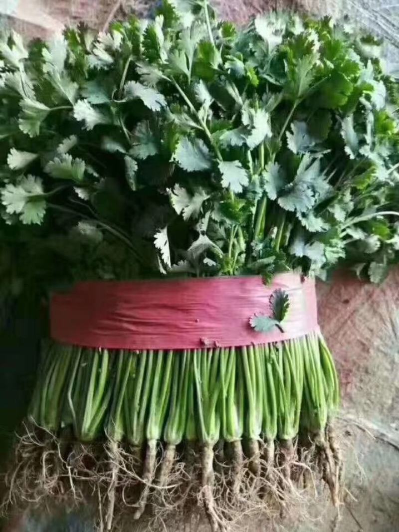 香菜，聊城铁杆青香菜一级，，，，，，，，，