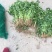 香菜，聊城铁杆青香菜一级，，，，，，，，，
