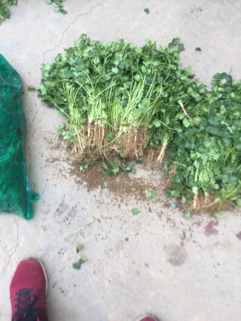 香菜，聊城铁杆青香菜一级，，，，，，，，，