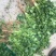 香菜，聊城铁杆青香菜一级，，，，，，，，，