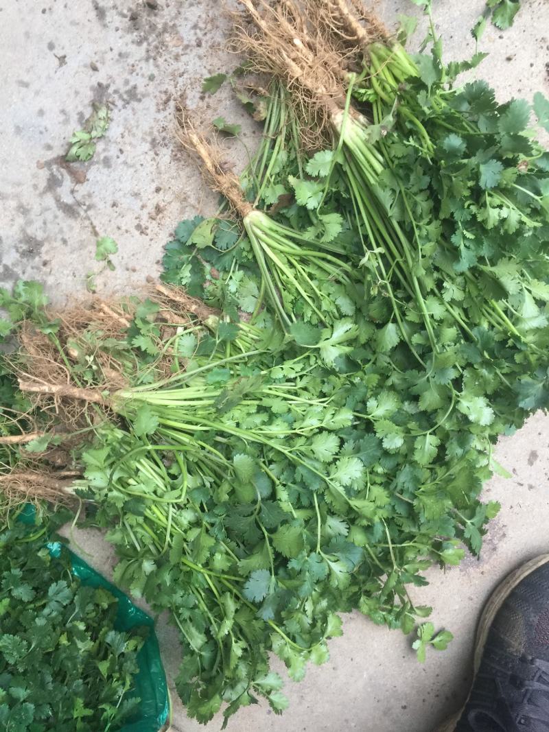 香菜，聊城铁杆青香菜一级，，，，，，，，，
