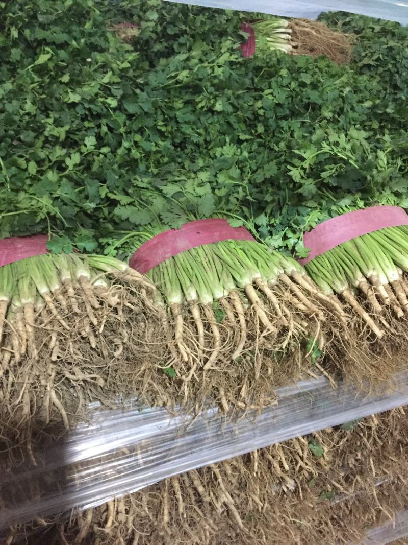 香菜，聊城铁杆青香菜一级，，，，，，，，，