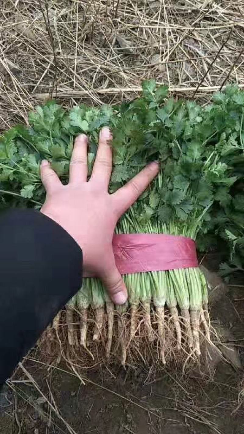 香菜，聊城铁杆青香菜一级，，，，，，，，，