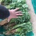 香菜，聊城铁杆青香菜一级，，，，，，，，，