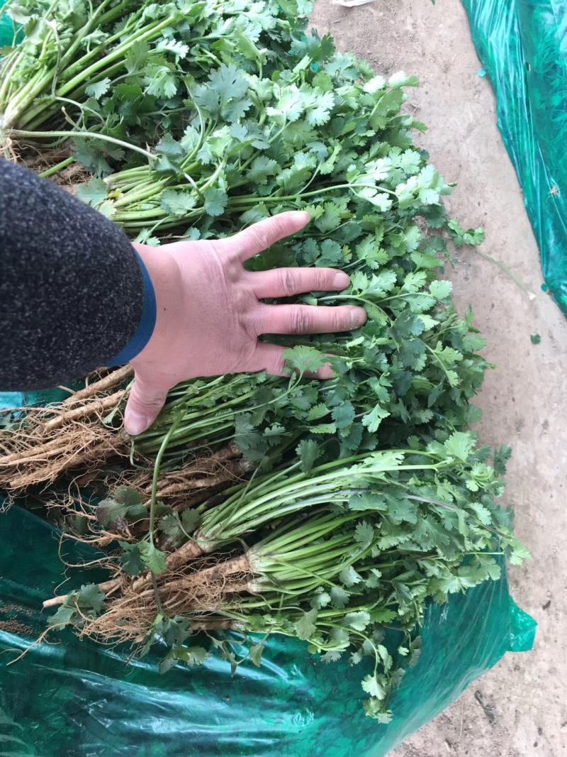 香菜，聊城铁杆青香菜一级，，，，，，，，，