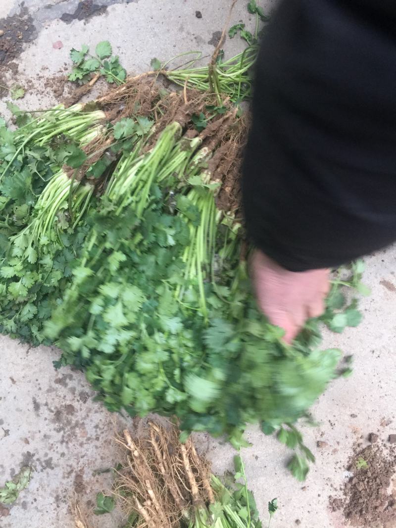 香菜，聊城铁杆青香菜一级，，，，，，，，，