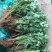 香菜，聊城铁杆青香菜一级，，，，，，，，，