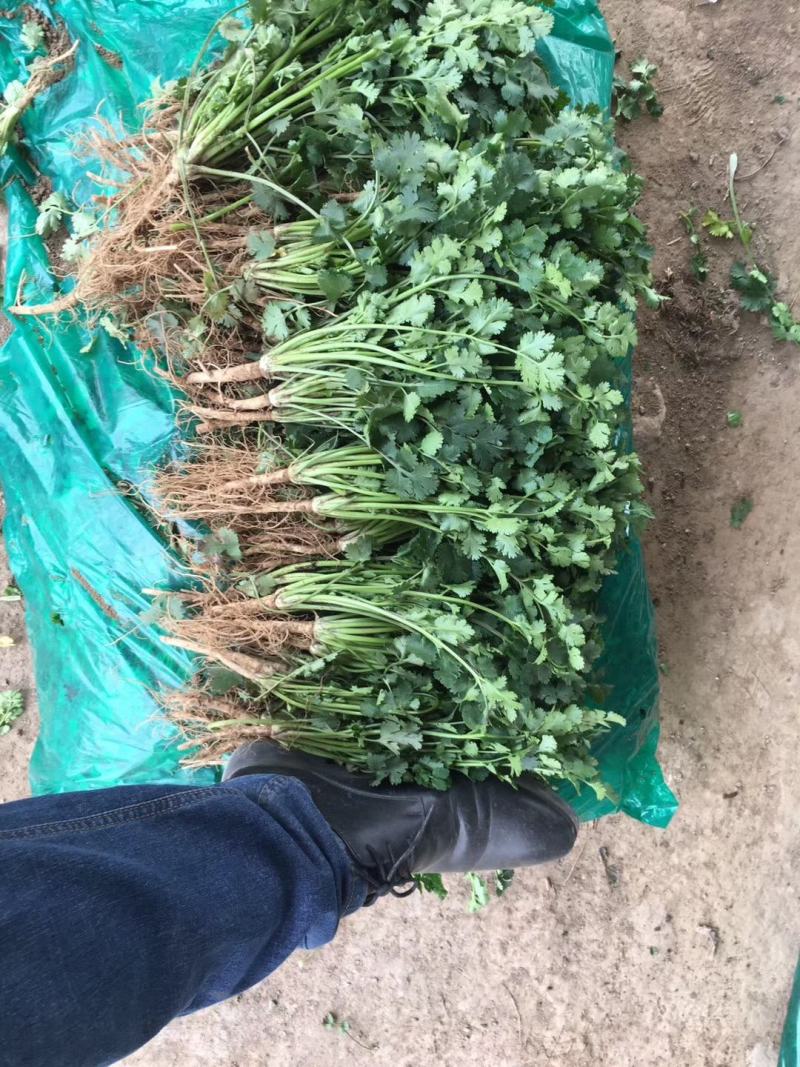 香菜，聊城铁杆青香菜一级，，，，，，，，，
