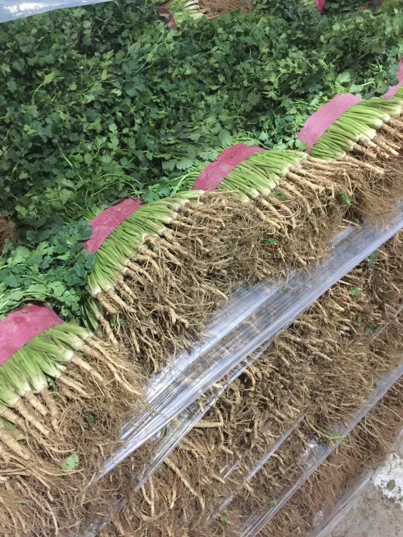 香菜，聊城铁杆青香菜一级，，，，，，，，，