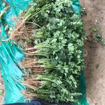 香菜，聊城铁杆青香菜一级，，，，，，，，，