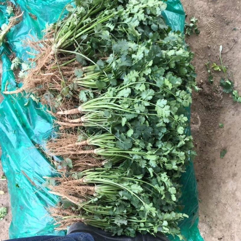 香菜，聊城铁杆青香菜一级，，，，，，，，，