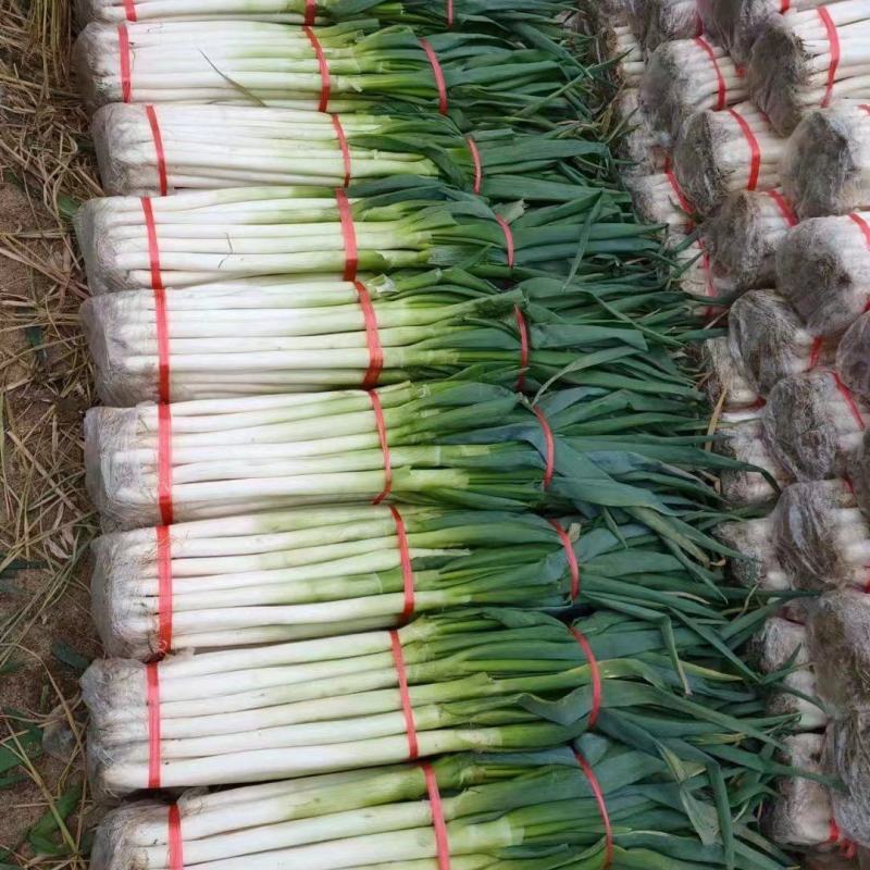 山东【精品货】日本钢葱/大葱产地直发/一手货源/量大从优