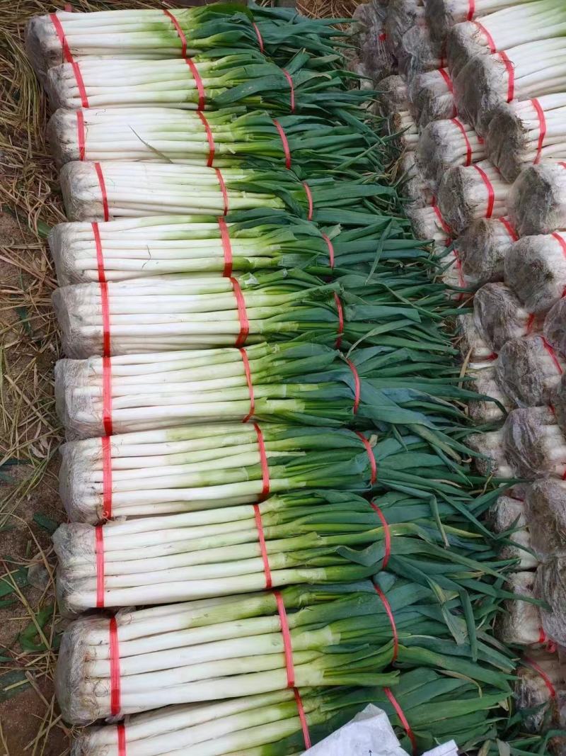 山东【精品货】日本钢葱/大葱产地直发/一手货源/量大从优