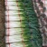 山东【精品货】日本钢葱/大葱产地直发/一手货源/量大从优