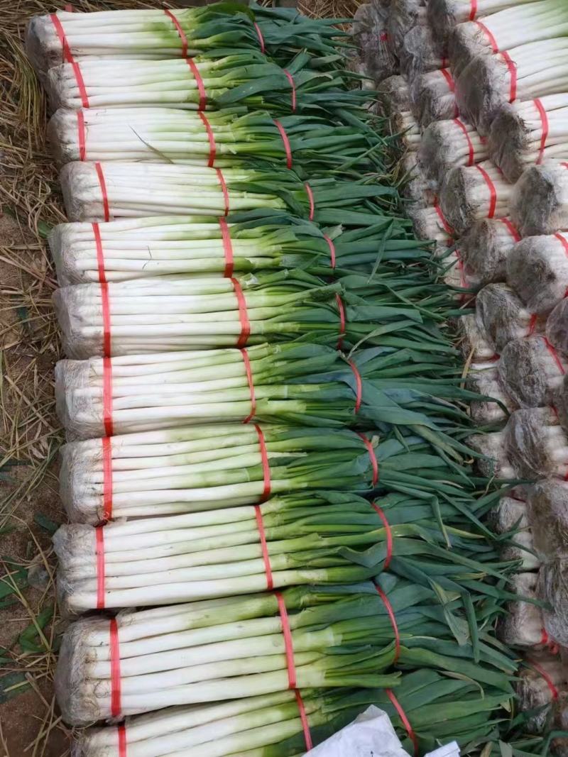 山东【精品货】日本钢葱/大葱产地直发/一手货源/量大从优