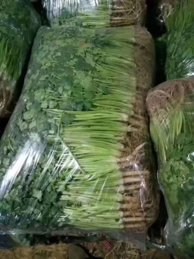 香菜，聊城东昌府区沙镇铁杆青香菜一级，大量现货供应