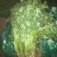 香菜，聊城东昌府区沙镇铁杆青香菜一级，大量现货供应