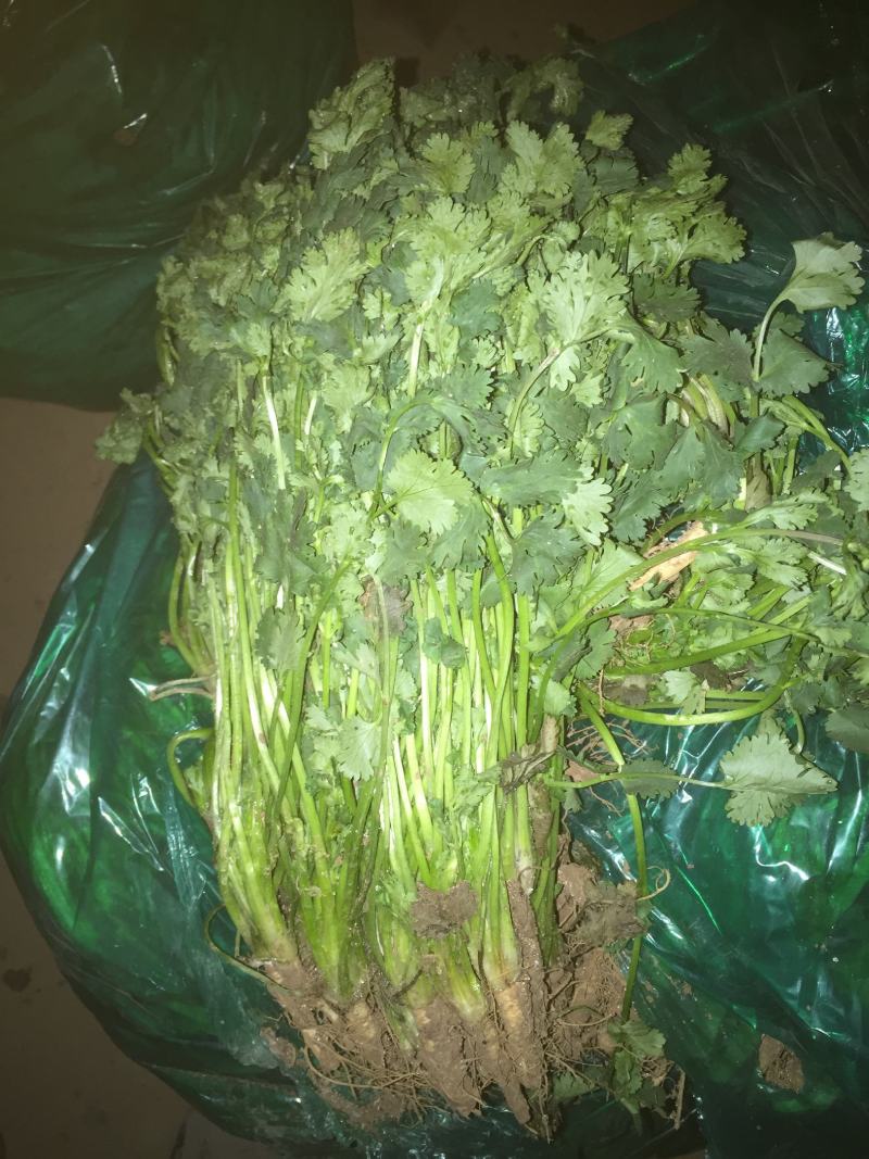 香菜，聊城东昌府区沙镇铁杆青香菜一级，大量现货供应