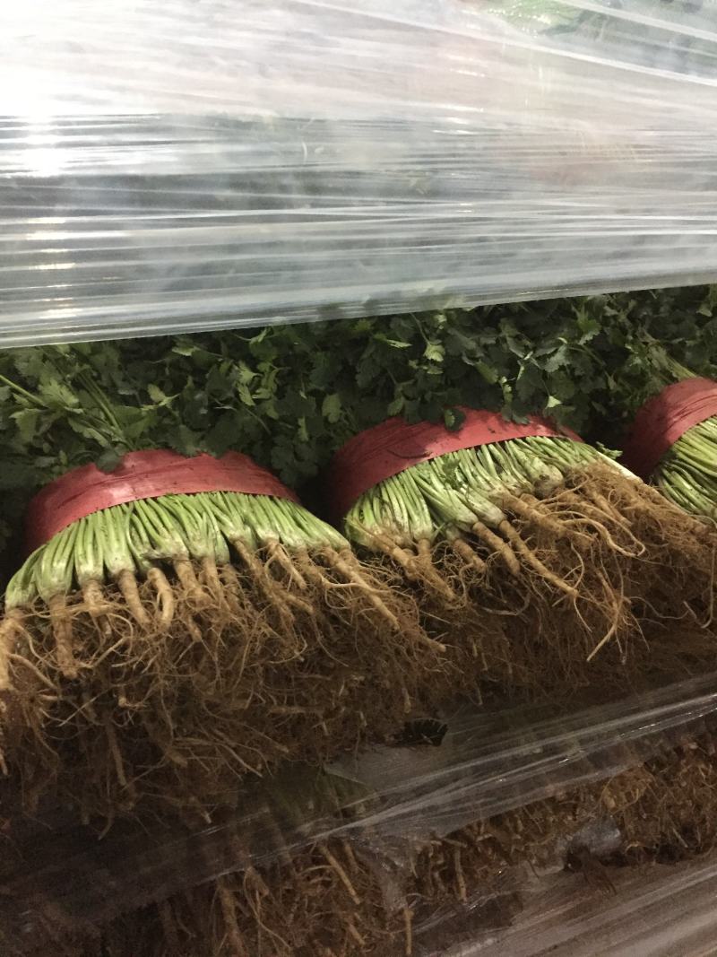香菜，聊城东昌府区沙镇铁杆青香菜一级，大量现货供应