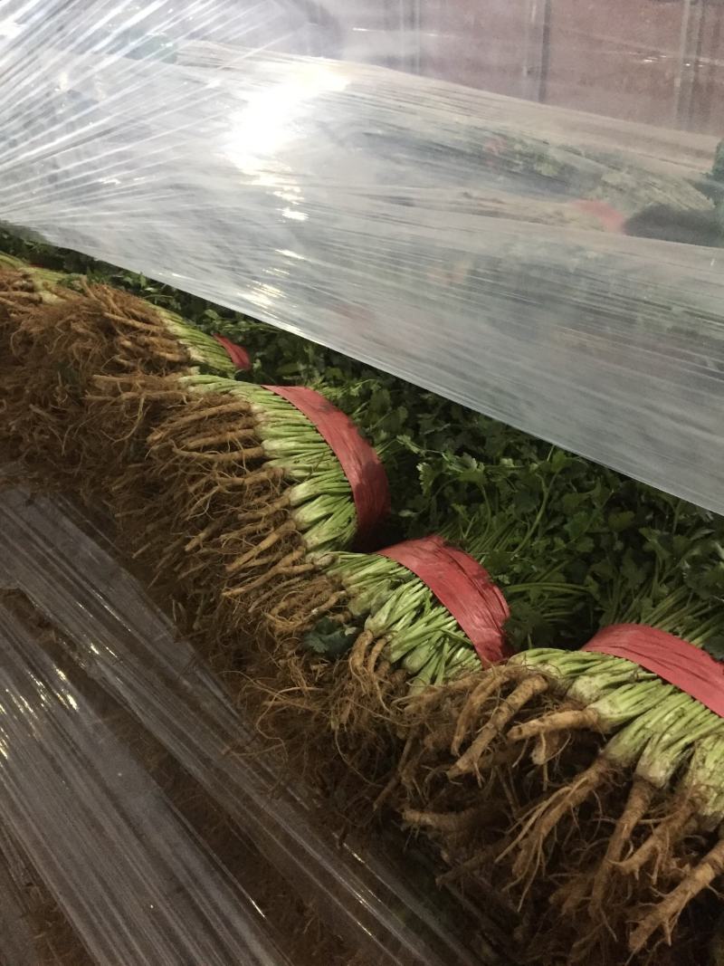 香菜，聊城东昌府区沙镇铁杆青香菜一级，大量现货供应