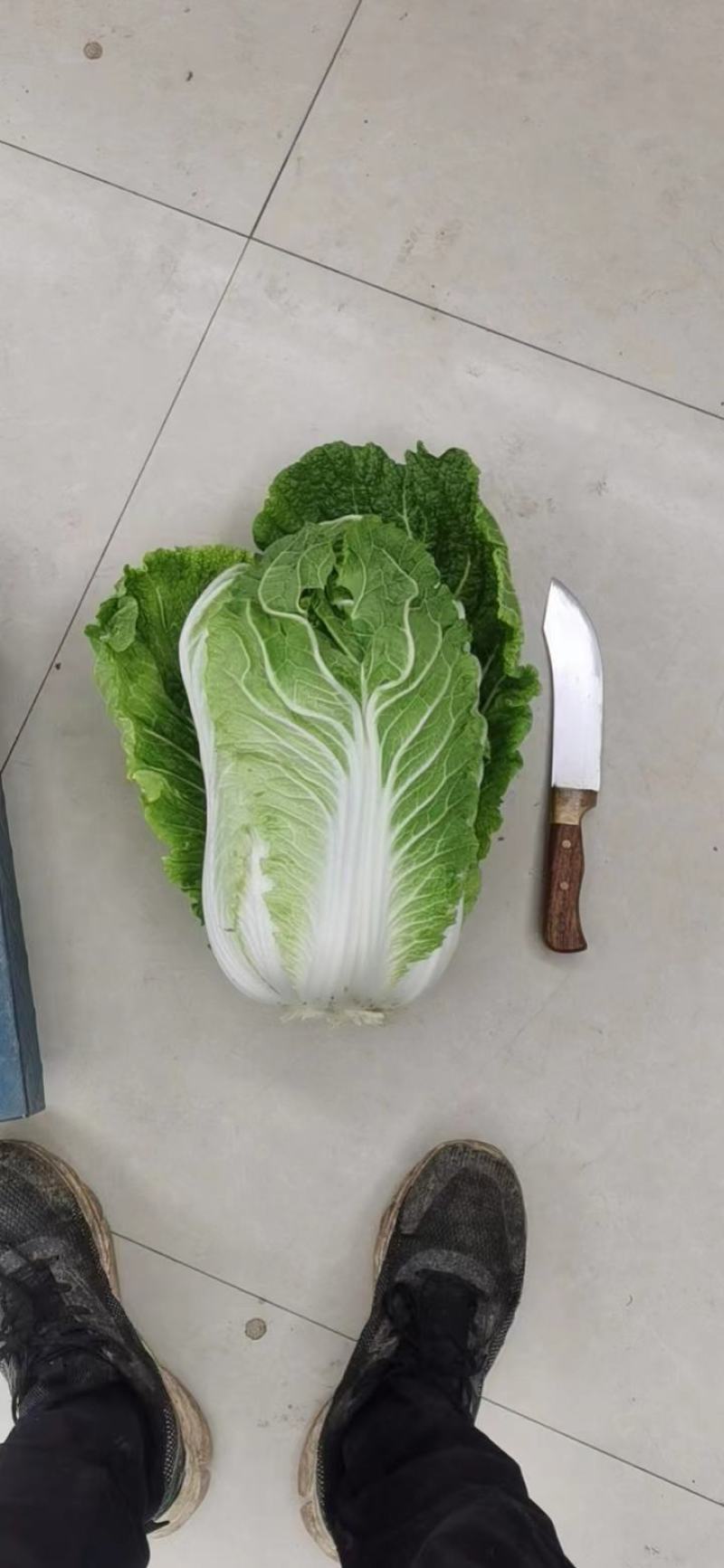 黄心白菜