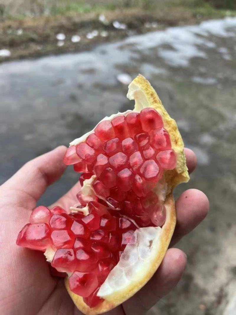 榨汁石榴，蒙自石榴，硬籽石榴，禄子石榴，云南石榴，