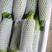 【精品货】绿皮西葫芦瓜条直，个头均匀，货源充足价低