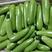 【精品货】绿皮西葫芦瓜条直，个头均匀，货源充足价低