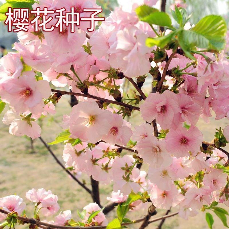 樱花种子盆栽冬樱花种子花卉樱花种子单樱种子行道林木花种子